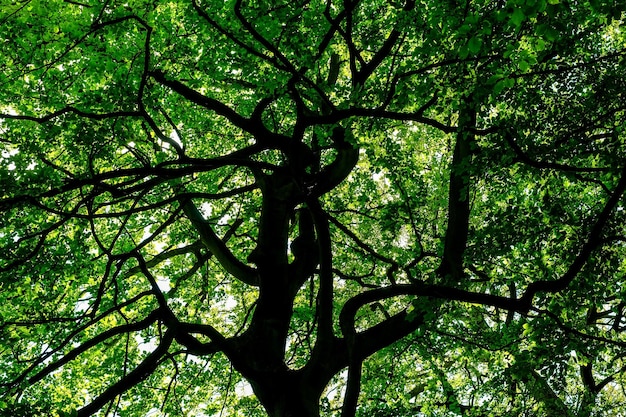 Foto vista de baixo ângulo de árvore na floresta