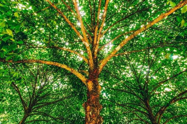 Foto vista de baixo ângulo de árvore na floresta