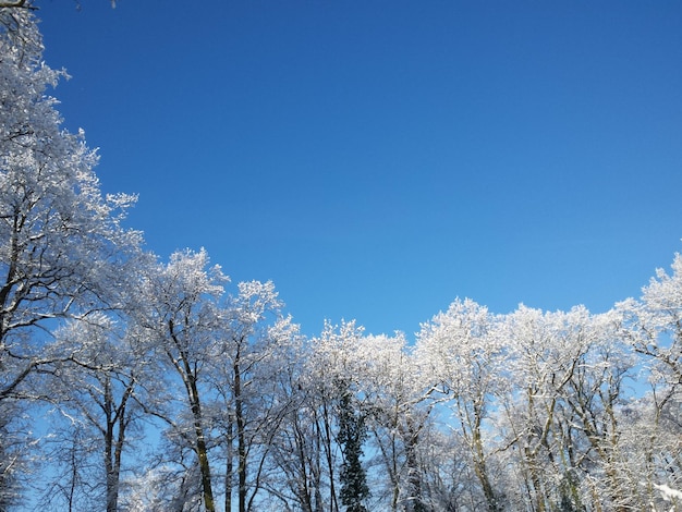 Vista de baixo ângulo de árvores cobertas de neve