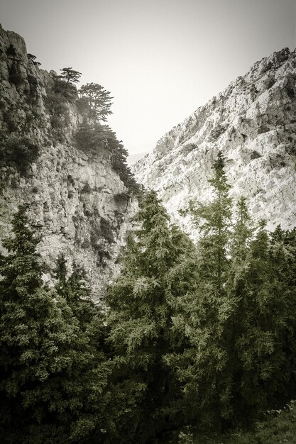 Foto vista de baixo ângulo de árvores contra montanhas rochosas