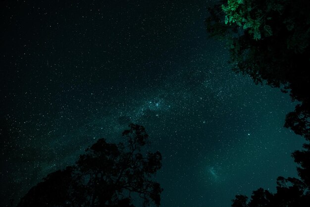 Foto vista de baixo ângulo de árvores contra o céu à noite