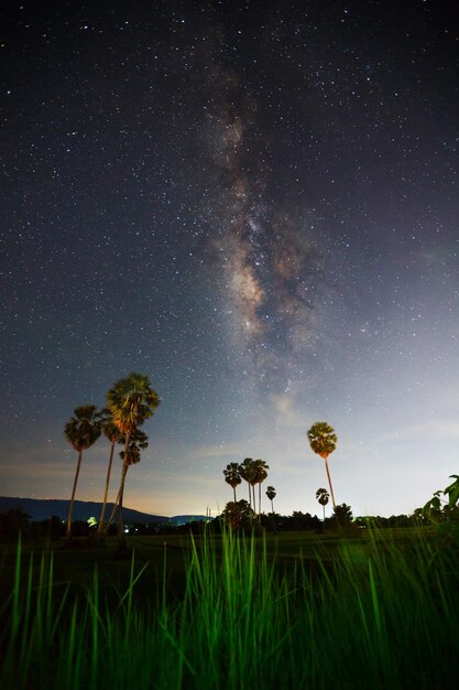 Foto vista de baixo ângulo de árvores contra o céu à noite