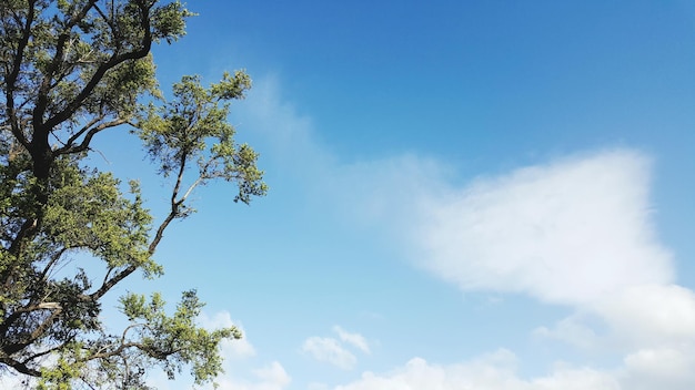 Vista de baixo ângulo de árvores contra o céu azul