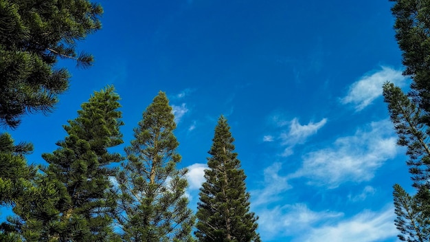 Vista de baixo ângulo de árvores contra o céu azul