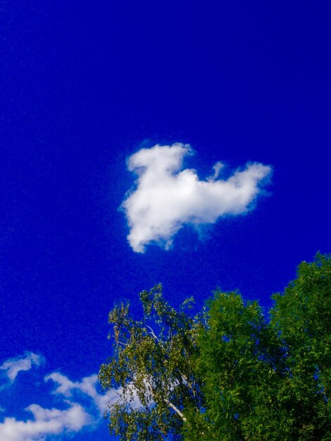 Foto vista de baixo ângulo de árvores contra o céu azul