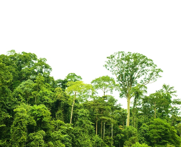 Foto vista de baixo ângulo de árvores contra o céu claro