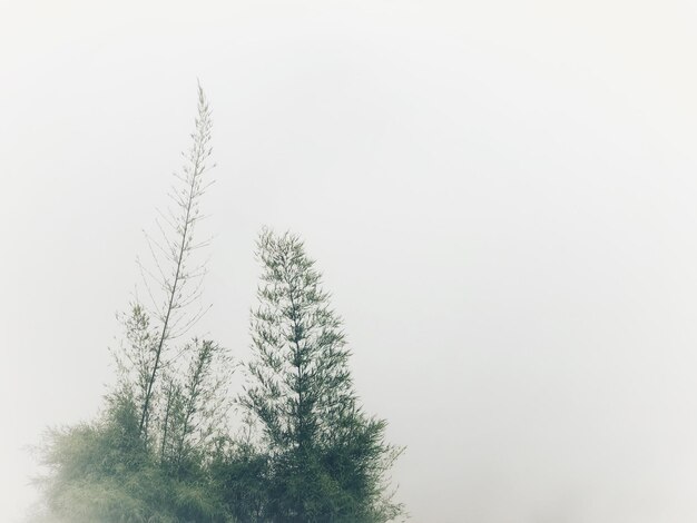 Vista de baixo ângulo de árvores contra o céu claro