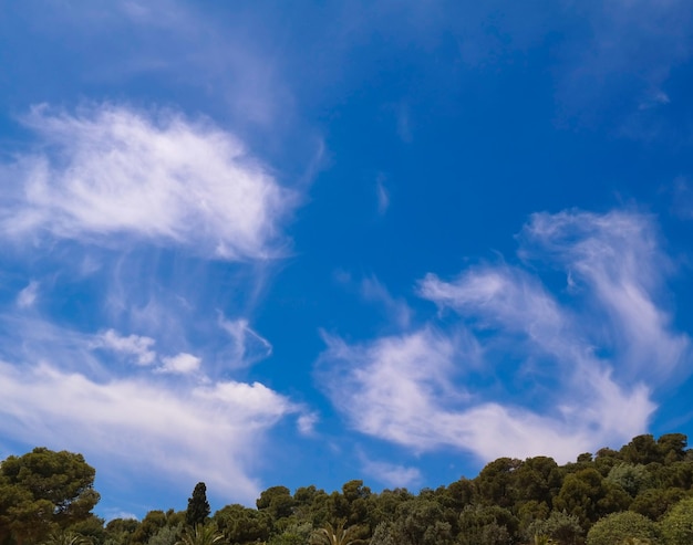 Vista de baixo ângulo de árvores contra o céu nublado