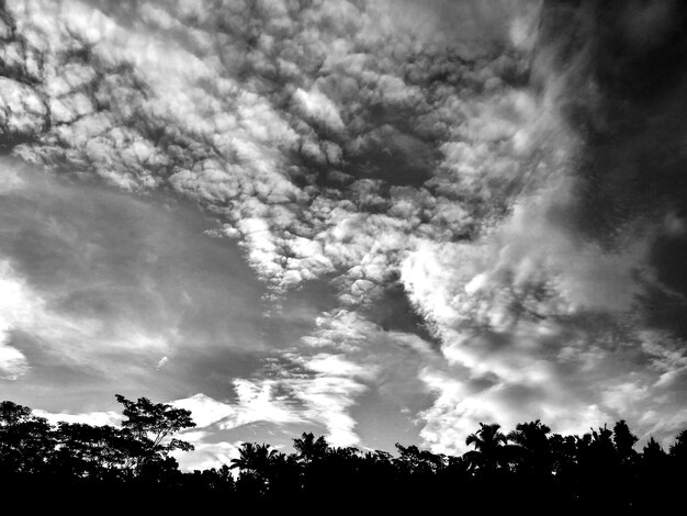 Foto vista de baixo ângulo de árvores contra o céu nublado