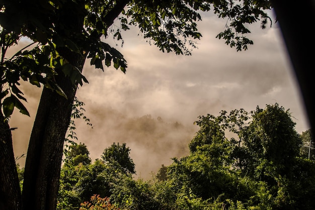 Foto vista de baixo ângulo de árvores contra o céu