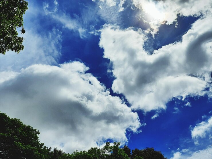Foto vista de baixo ângulo de árvores contra o céu