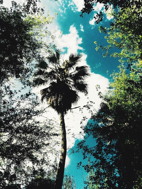 Foto vista de baixo ângulo de árvores contra o céu