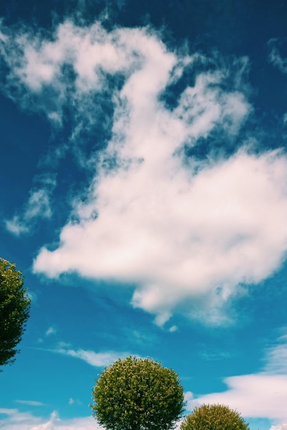 Vista de baixo ângulo de árvores contra o céu