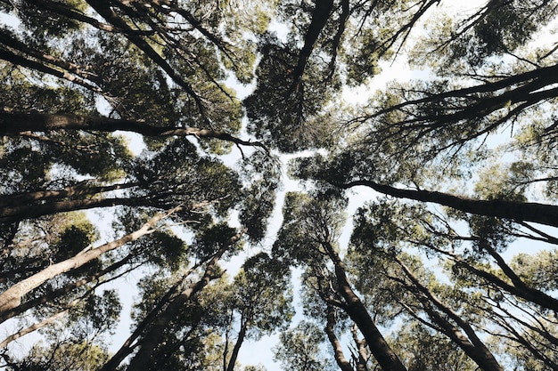 Vista de baixo ângulo de árvores contra o céu