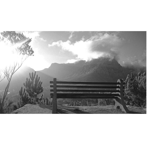 Vista de baixo ângulo de árvores contra o céu