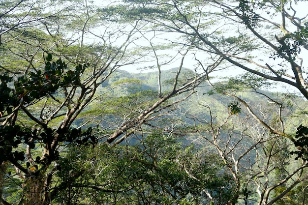 Foto vista de baixo ângulo de árvores contra o céu