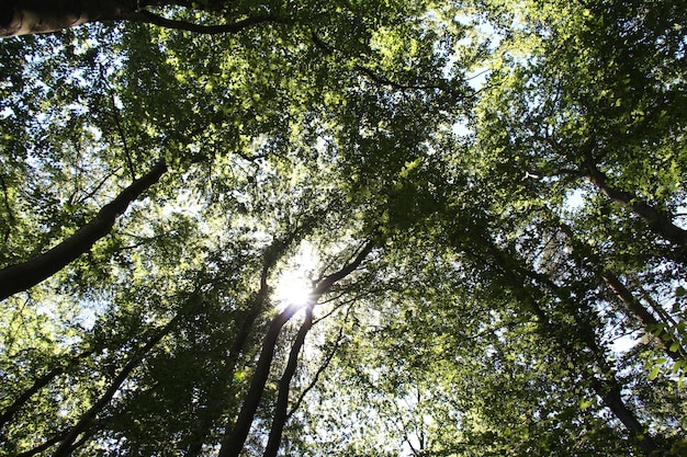 Vista de baixo ângulo de árvores contra o céu