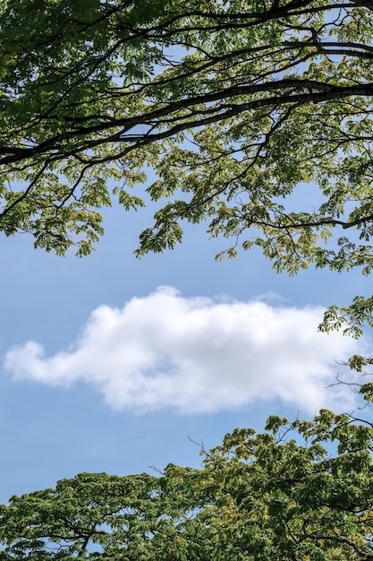 Foto vista de baixo ângulo de árvores contra o céu