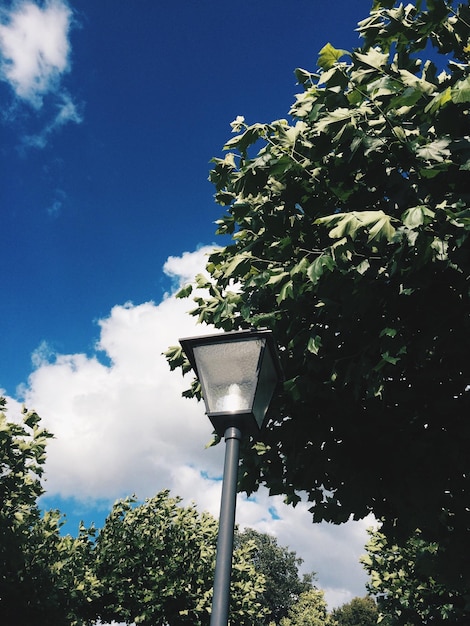 Foto vista de baixo ângulo de árvores contra o céu