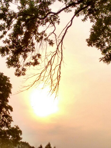 Foto vista de baixo ângulo de árvores contra o céu