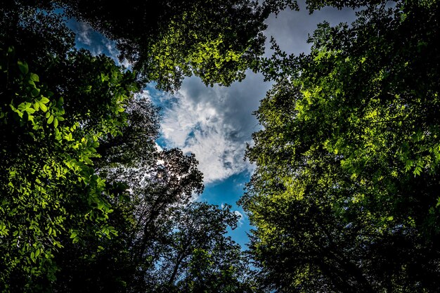 Foto vista de baixo ângulo de árvores contra o céu