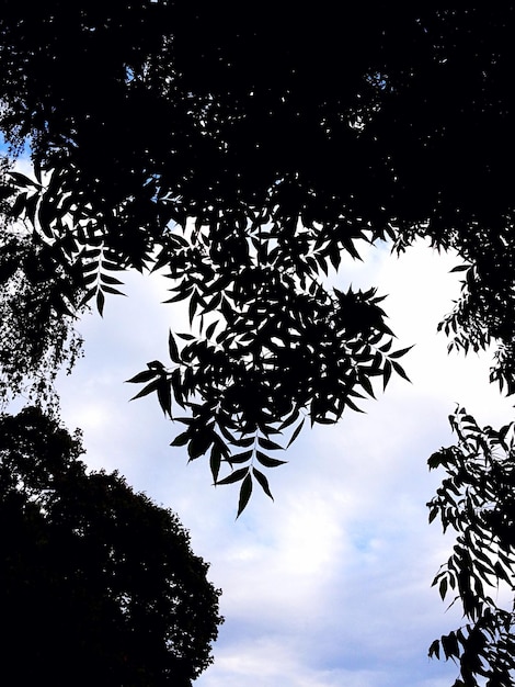 Foto vista de baixo ângulo de árvores contra o céu