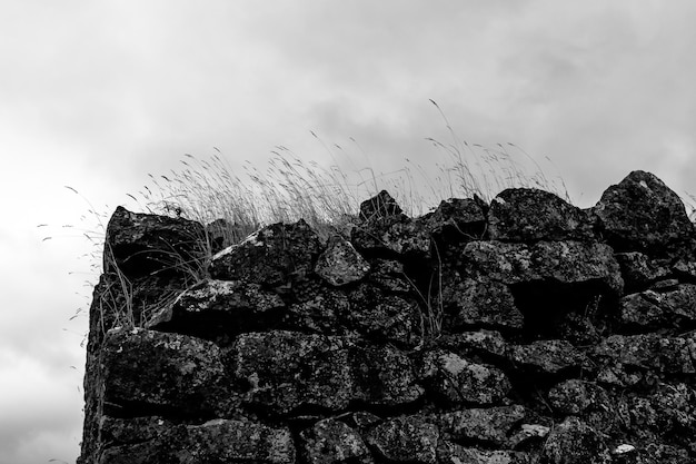 Vista de baixo ângulo de árvores contra o céu