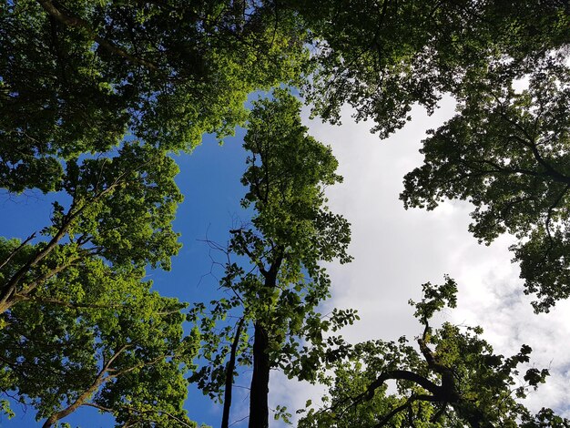 Foto vista de baixo ângulo de árvores contra o céu