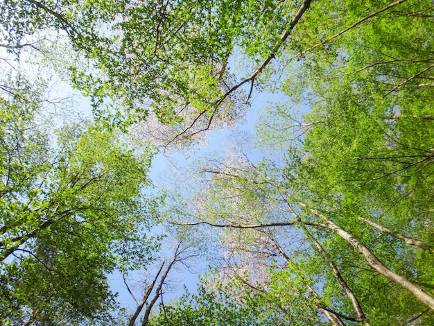 Vista de baixo ângulo de árvores contra o céu