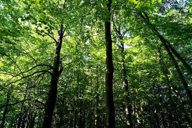 Vista de baixo ângulo de árvores crescendo na floresta