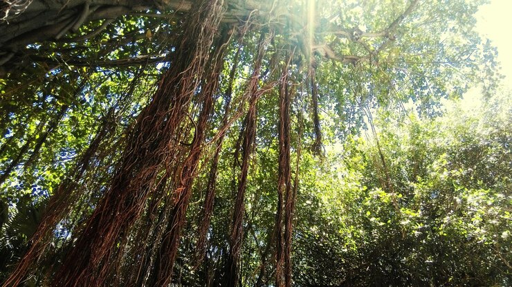 Foto vista de baixo ângulo de árvores de bambu na floresta