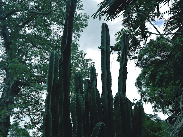 Foto vista de baixo ângulo de árvores de bambu na floresta