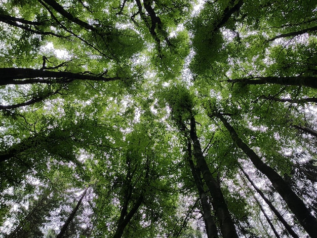 Vista de baixo ângulo de árvores de bambu na floresta