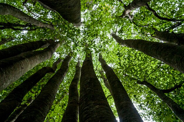 Foto vista de baixo ângulo de árvores de bambu na floresta