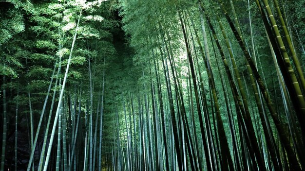 Vista de baixo ângulo de árvores de bambu na floresta
