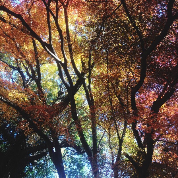 Foto vista de baixo ângulo de árvores de outono na floresta