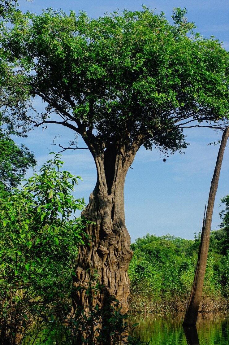 Foto vista de baixo ângulo de árvores na floresta contra o céu