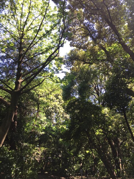 Vista de baixo ângulo de árvores na floresta