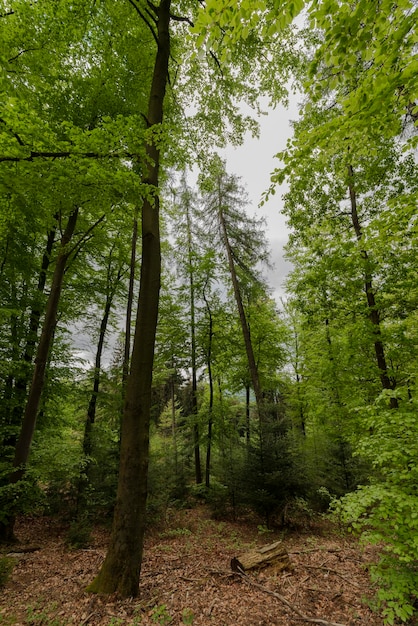 Foto vista de baixo ângulo de árvores na floresta