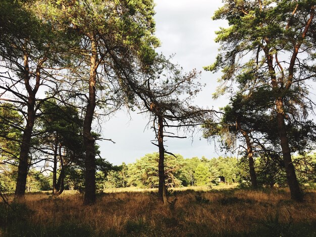 Foto vista de baixo ângulo de árvores na floresta
