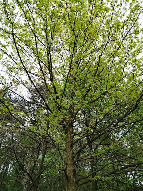 Foto vista de baixo ângulo de árvores na floresta