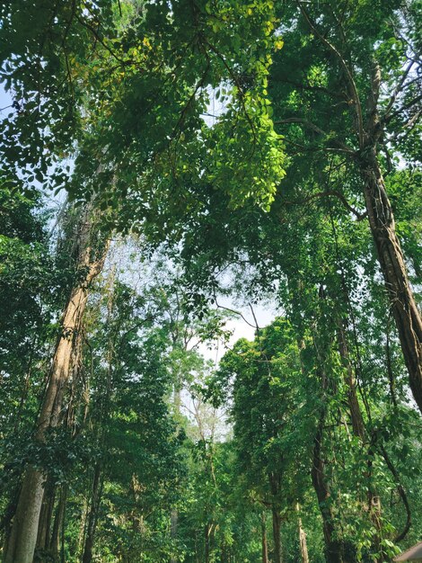 Vista de baixo ângulo de árvores na floresta