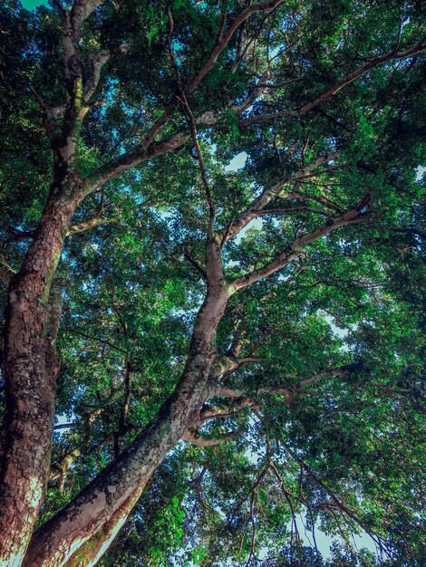 Foto vista de baixo ângulo de árvores na floresta