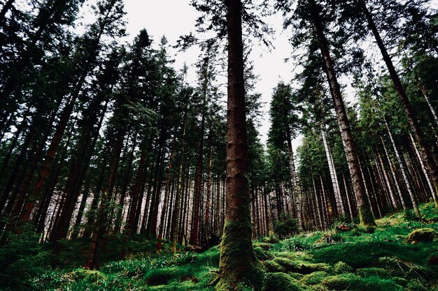 Foto vista de baixo ângulo de árvores na floresta