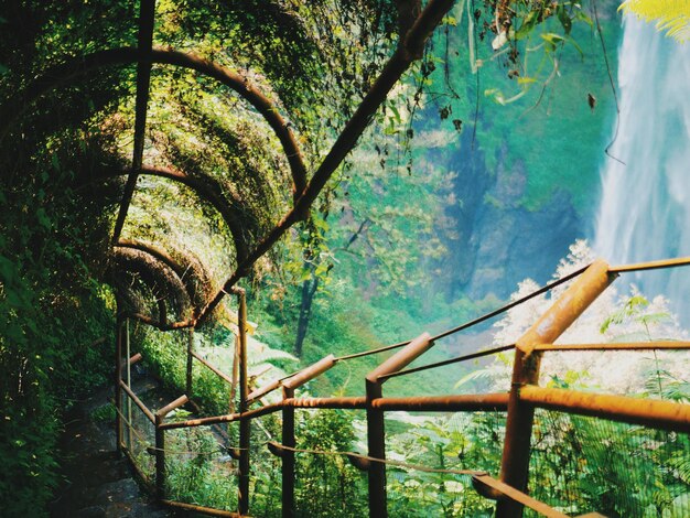 Foto vista de baixo ângulo de árvores na floresta