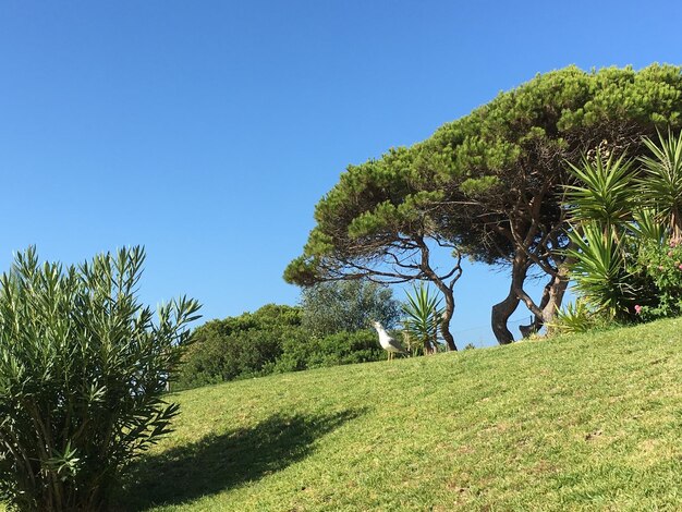 Vista de baixo ângulo de árvores no campo contra um céu azul claro