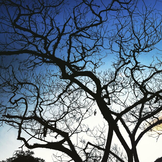 Foto vista de baixo ângulo de árvores nuas contra o céu