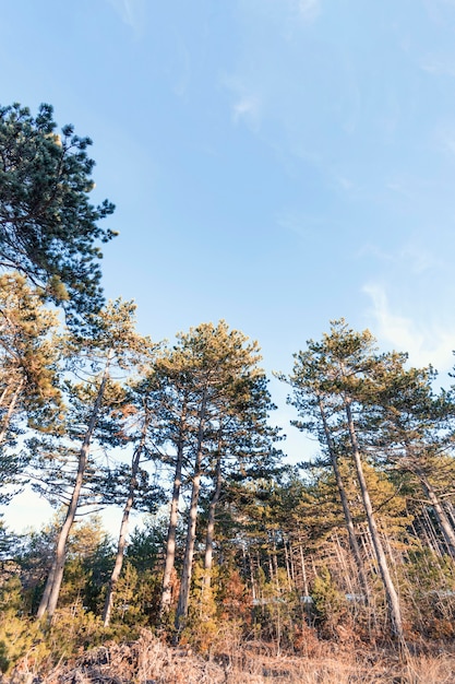 Foto vista de baixo ângulo de belas árvores