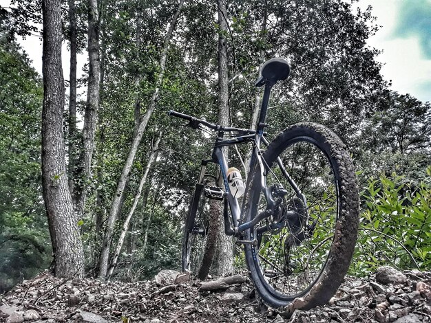 Vista de baixo ângulo de bicicleta por árvores na floresta