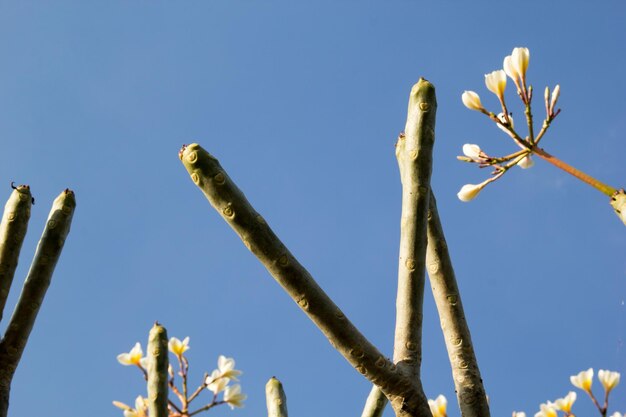 Foto vista de baixo ângulo de cactos contra um céu azul claro